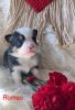 Beautiful tri color corgi puppies for adoption