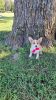 Full blooded, no papers, PembrokeWelsh Corgi puppies.