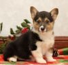 amazing,cute and lovely	christmas puppies for sale
