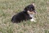 Pembroke Welsh Corgi Puppies For Sale $500