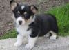 Pembroke corgi welsh puppies available