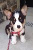 Awesome Pembroke corgi welsh puppies available now