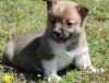 Pembroke Welsh Corgi Puppies Available $400