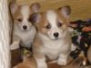 Akc Registered Pembroke Welsh Corgi Puppies