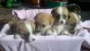 Amazing Pembrokes welsh corgi pups for re homing