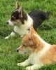 Welsh Corgi Pembroke Dogs for sale