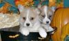 ehgesczc Pembroke Welsh Corgi Puppies for Sale