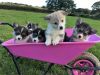 Georgeous Corgi Puppies