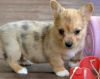 Pembroke Welsh Corgi puppies available