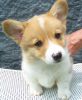 pembrokewelsh corgi puppy for adoption