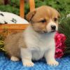 pembroke welsh corgi's ready to go (males and females)