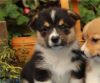 Beautiful Pembroke shire Corgi Puppies Available