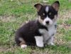 Sweet and gorgeous Pembroke Welsh Corgi for sale