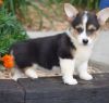 Pembroke Welsh Corgi puppies(Serious Inquires only)
