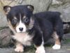 cute and cuddly Welsh Corgi puppies
