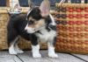 Pembroke Welsh Corgi puppies with great personalities