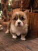 Welsh Corgi Puppies for re-homing!!!