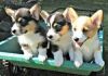 Tricolor Pembroke Welsh Corgi Puppies