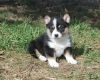 Pembroke Welsh Corgi Puppies ready to go to a loving home