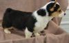 Litter of 6 Pembroke Welsh Corgi puppies for sale