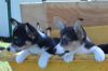Outstanding Litter Of Pembroke welsh Corgi Puppies