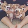 Charming Corgi Puppies Available For Sale