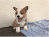 Welsh Corgi Puppies Available