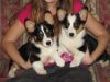 Corgi puppies available for sale
