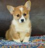 Adorable little Corgi! Family raised and very well socialized.