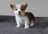 Adorable little puppy is sweet Pembroke Welsh Corgi puppies