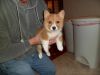 Lovely and Playful Pembroke Welsh Corgi Puppies