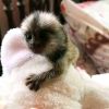 Quality Baby Marmoset monkeys