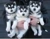 Siberian Husky Puppies available at(xxx)-xxx-xxxx