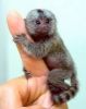 beautiful marmoset baby