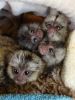Sweet marmoset monkeys ready for adoption!