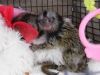 Sweet finger baby marmoset monkeys