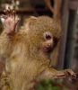 Lovely Baby Marmoset monkey ready