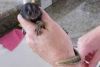 Free Excellent And Sweet Gorgeous Baby Marmoset