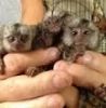 cute baby marmoset monkeys