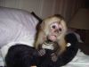 Sweet Capuchin Monkey Text (xxx)-xxx-xxxx