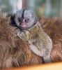 Trained Pygmy Marmoset Monkeys for Sale ,these babies are Lovely