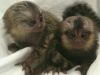 Marmoset monkeys,11 weeks old... Pure-bred. Months 36lbs Up to date wi
