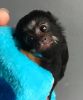 Adorable Finger Marmoset Monkeys Available Now For Loving Home