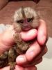 Healthy Finger Marmosets Monkeys, 4 adoption..(small rehoming fees)