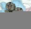 Free Well home trained and beautiful marmoset babies monkeys for ad