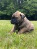 Perro de Presa Canario Puppies