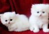 Persian kittens 7 just 45 days and one male cat 9 months old