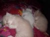 Persian kittens, 47 days older, brown and white colour available