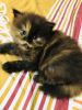 1.5 month old female Persian kitten for sale