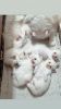 I want to sell Persian kitten